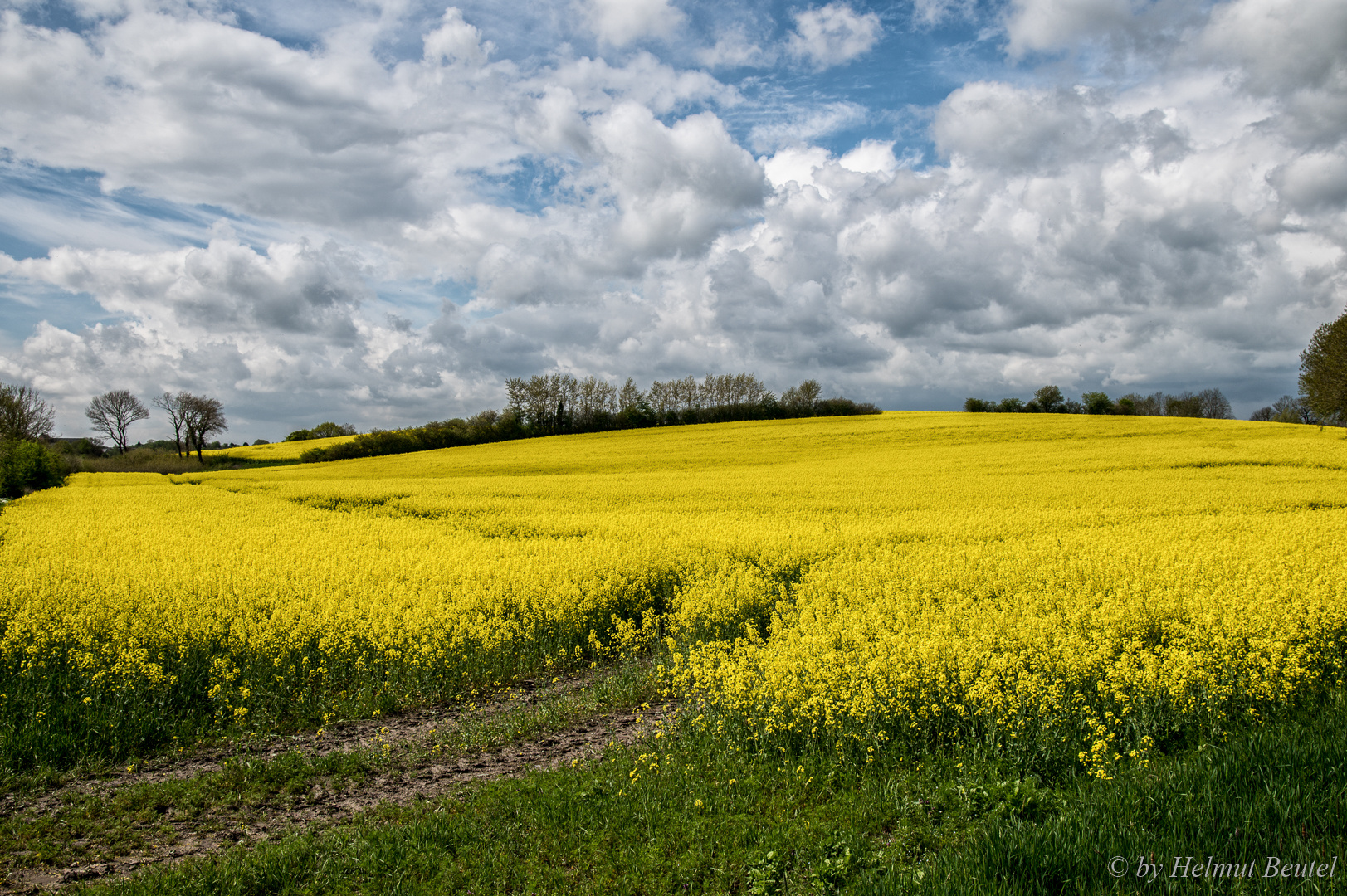 Rapsblüte - mit Einfahrspur