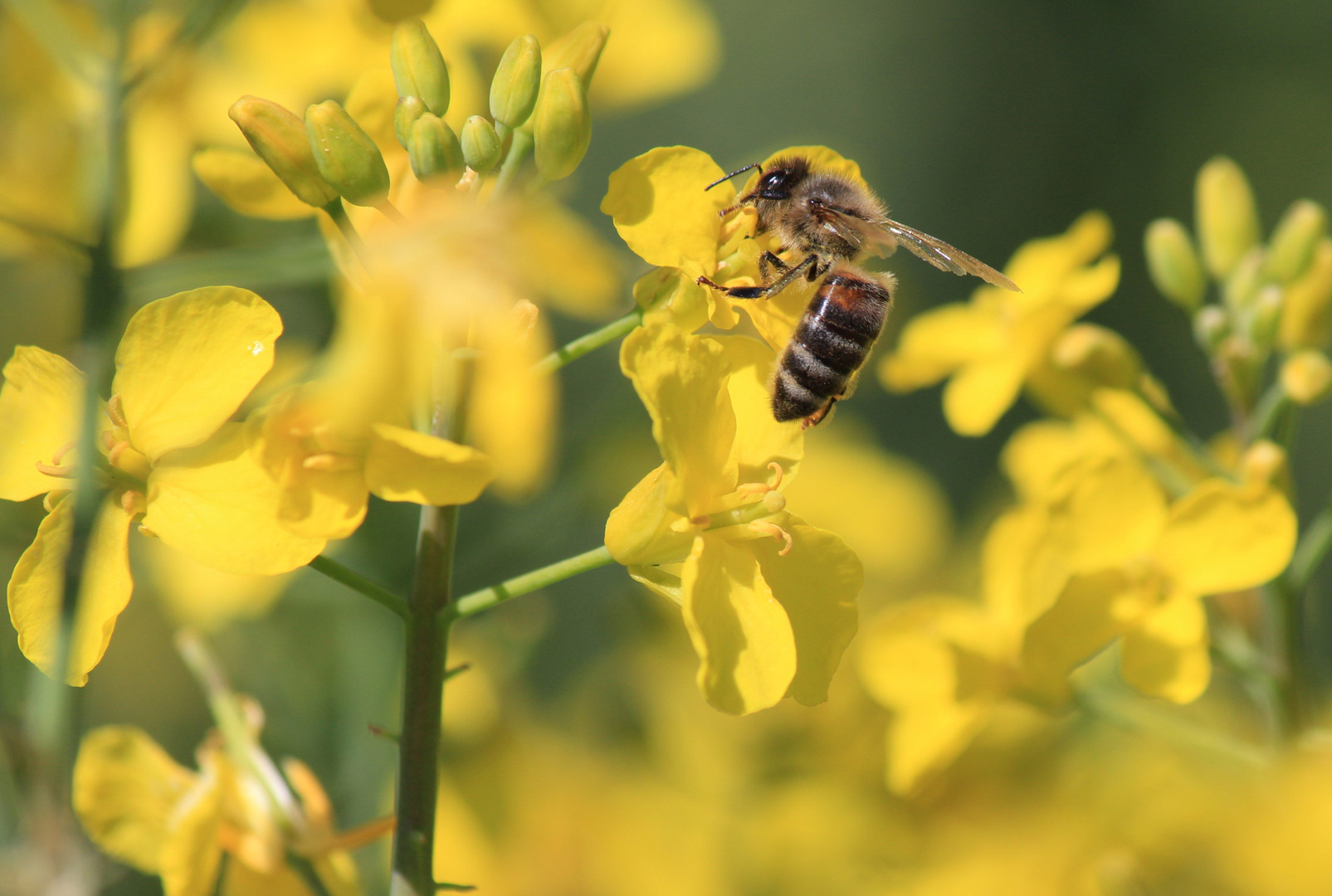 Rapsblüte mit fleissiger Biene