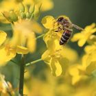 Rapsblüte mit fleissiger Biene