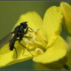 Rapsblüte mit Fliege