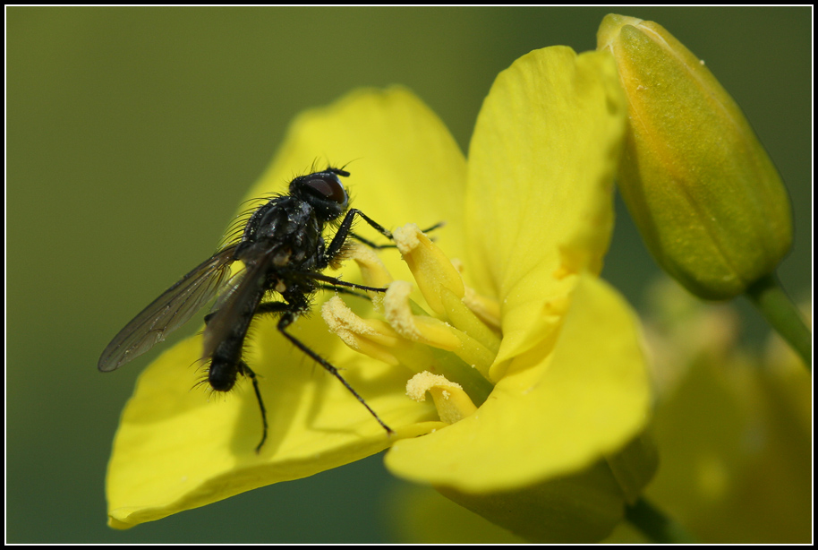 Rapsblüte mit Fliege
