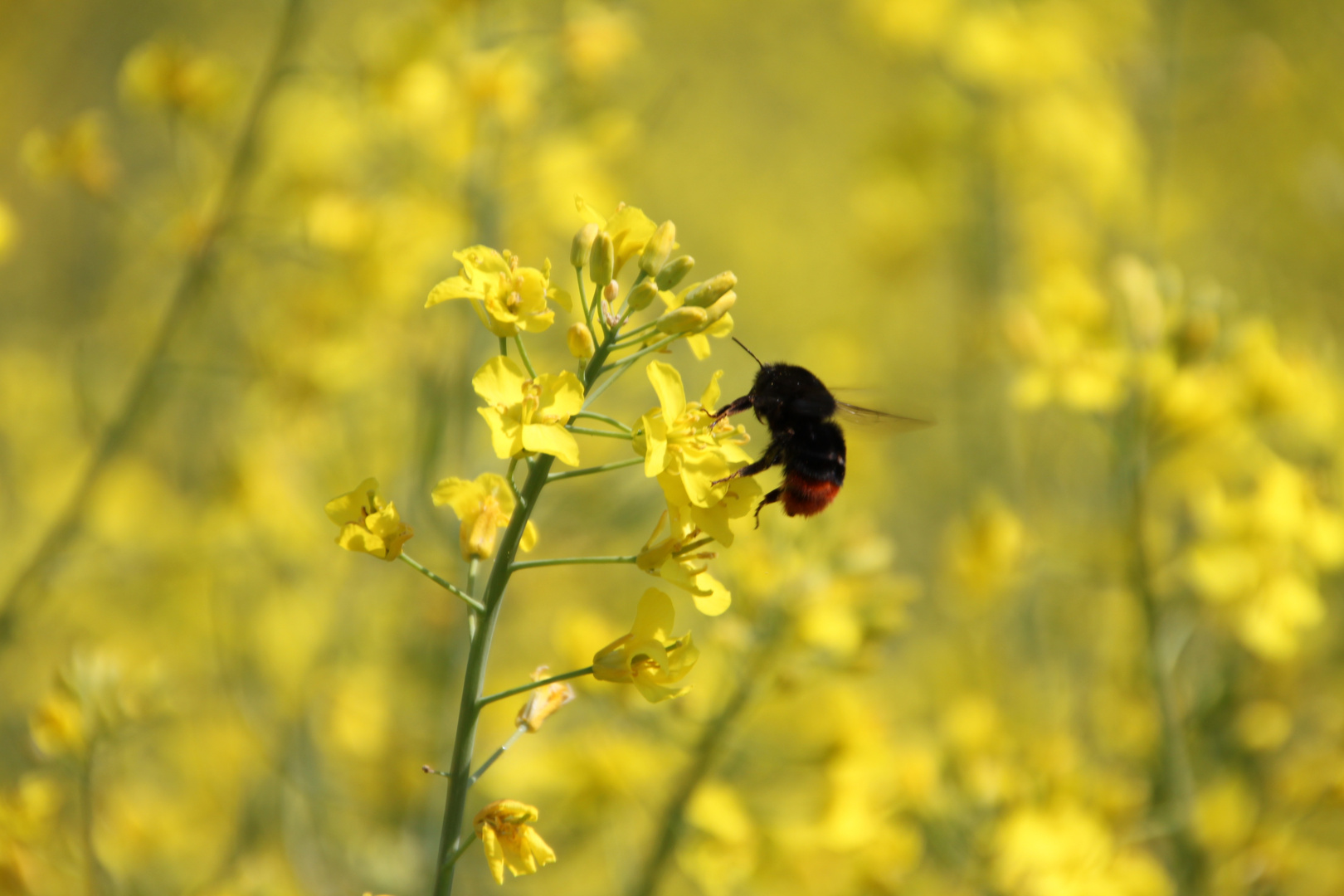 Rapsblüte mit Hummel