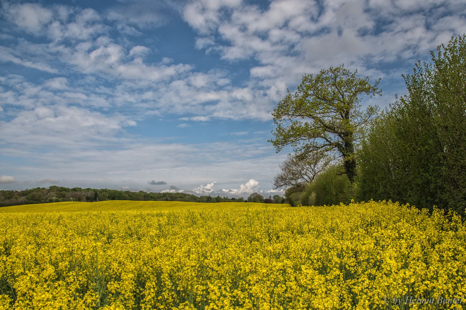 Rapsblüte - mit Knick