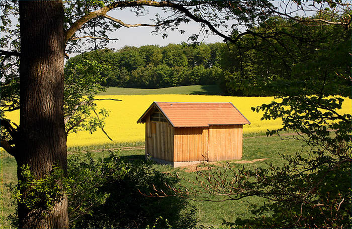 Rapsblüte mit Schuppen