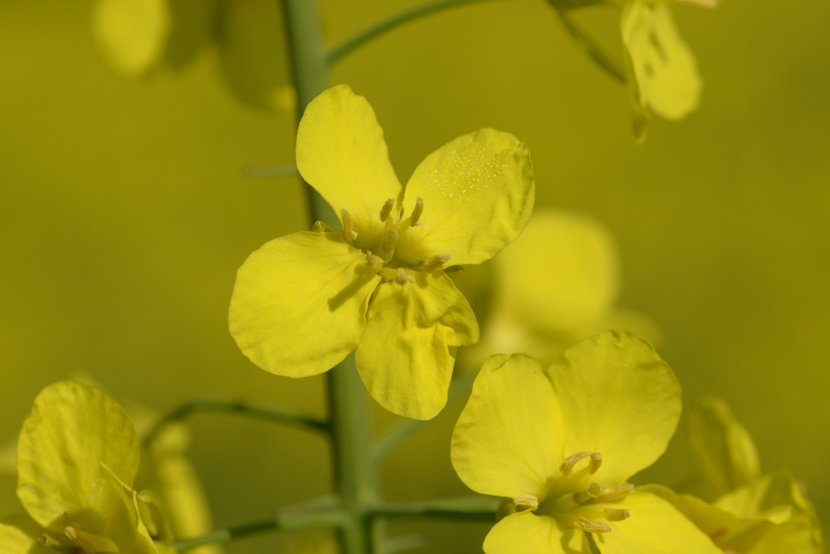 Rapsblüte mit Tautropfen