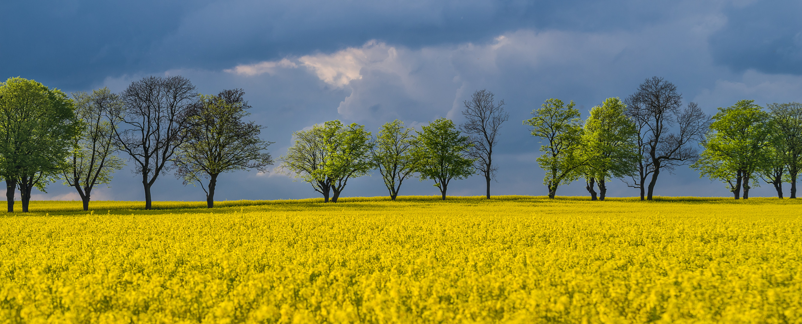 Rapsblüte Mönchgut