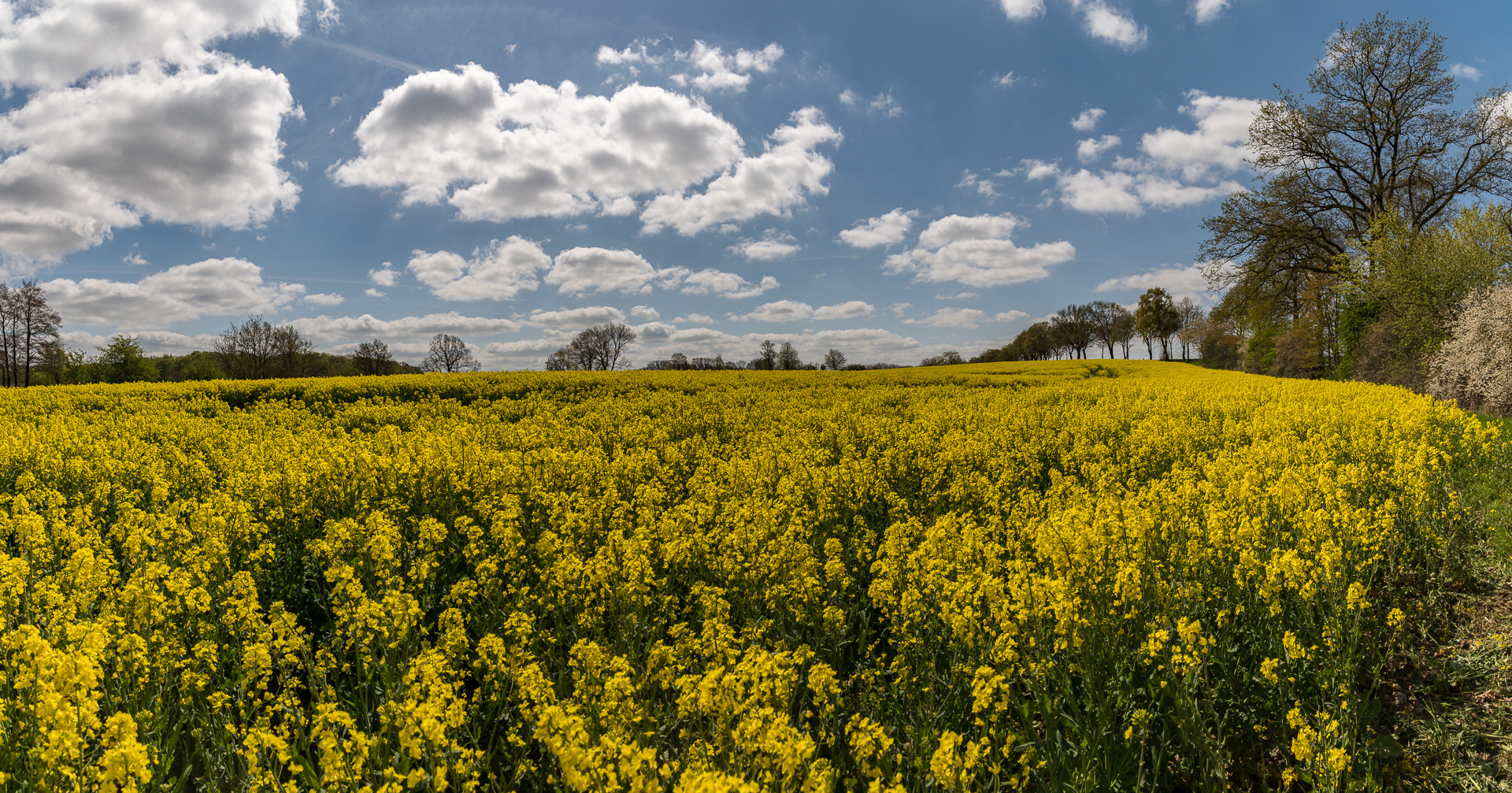 Rapsblüte Panorama