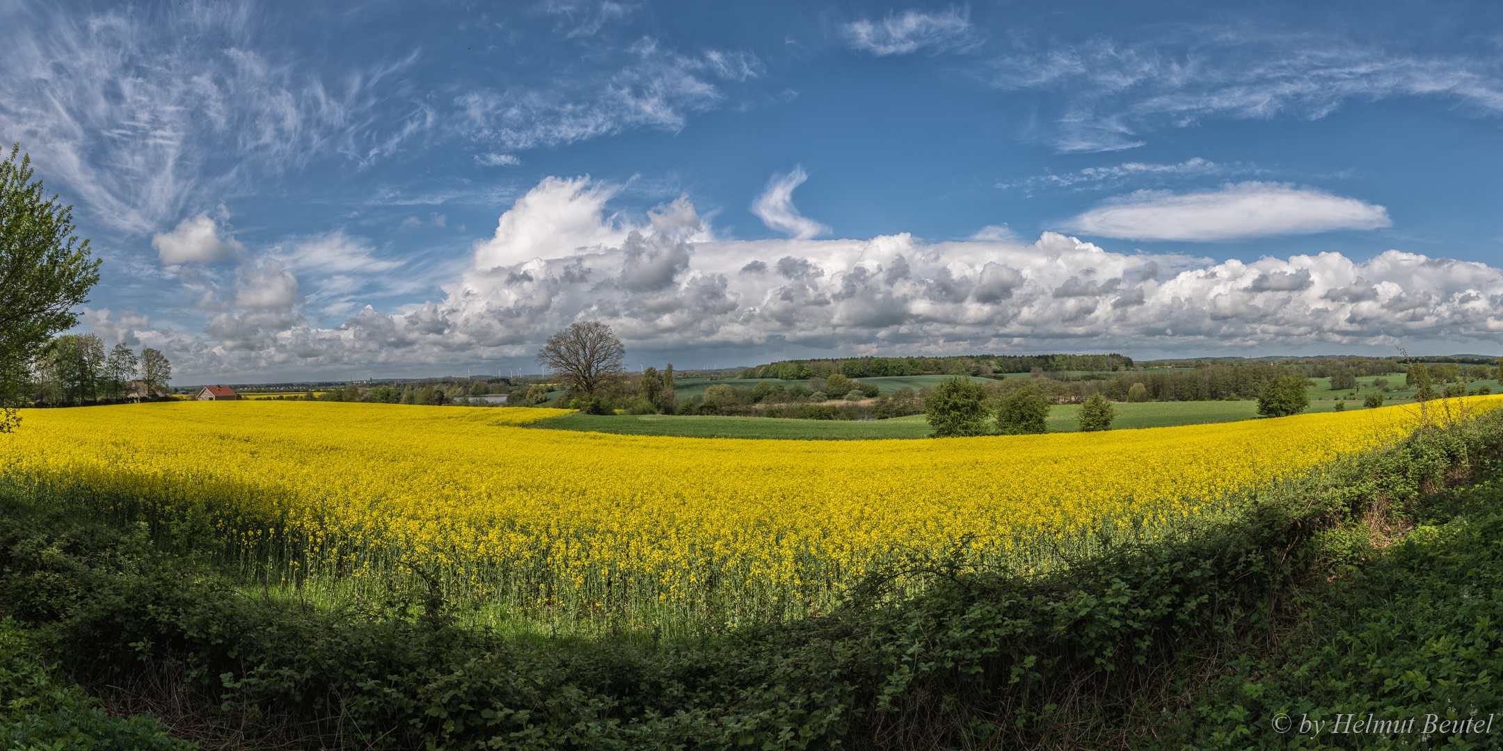 Rapsblüte - Panorama