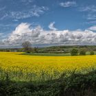 Rapsblüte - Panorama