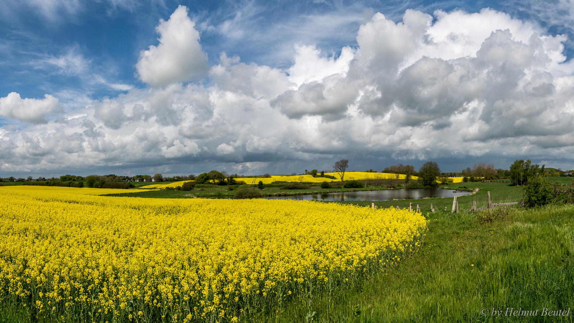 Rapsblüte - Panorama mit Teich