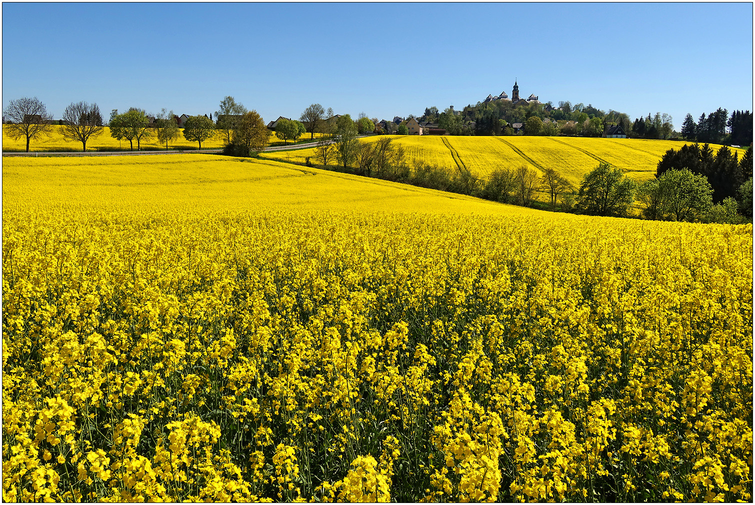 Rapsblüte vor Augustusburg...