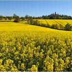 Rapsblüte vor Augustusburg...