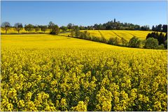 Rapsblüte vor Augustusburg...