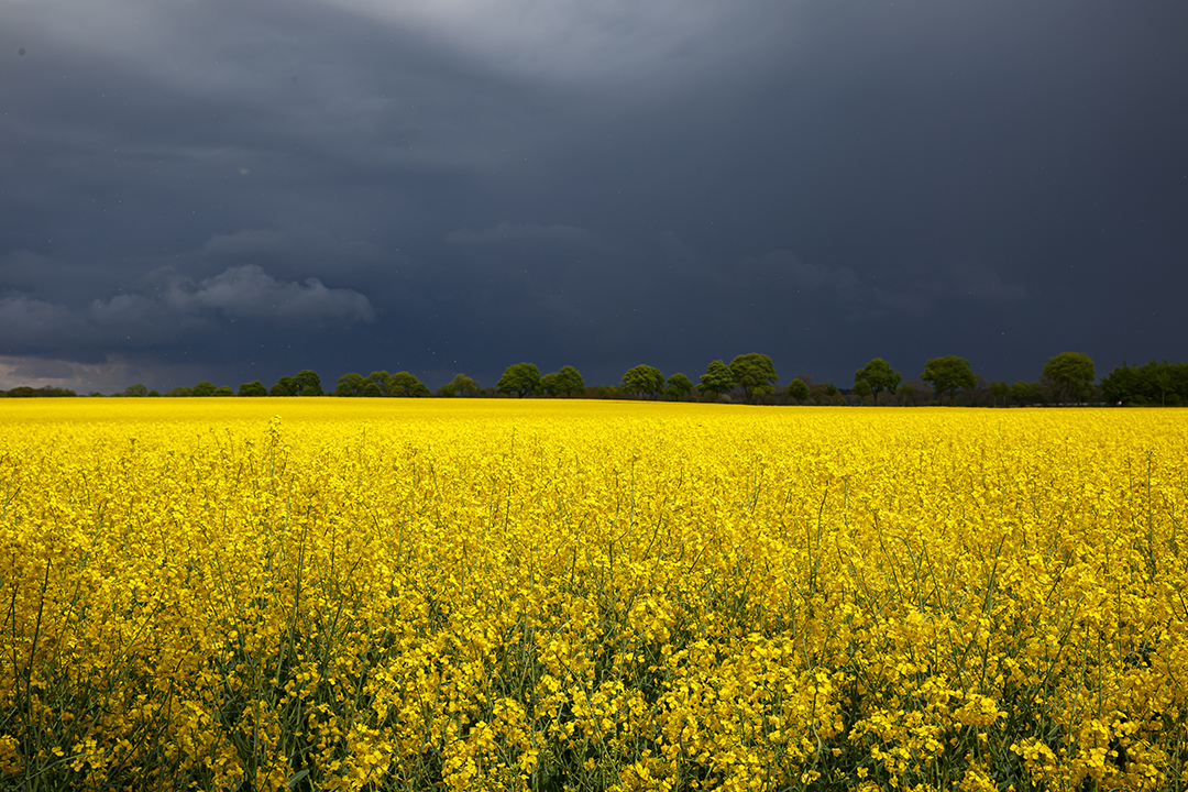 Rapsblüte vor dem Gewitter