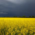 Rapsblüte vor dem Gewitter