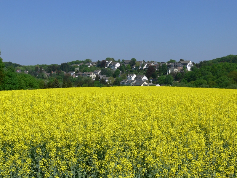 Rapsblüte zwischen Schuir und Bredeney