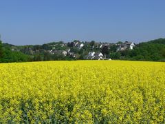 Rapsblüte zwischen Schuir und Bredeney