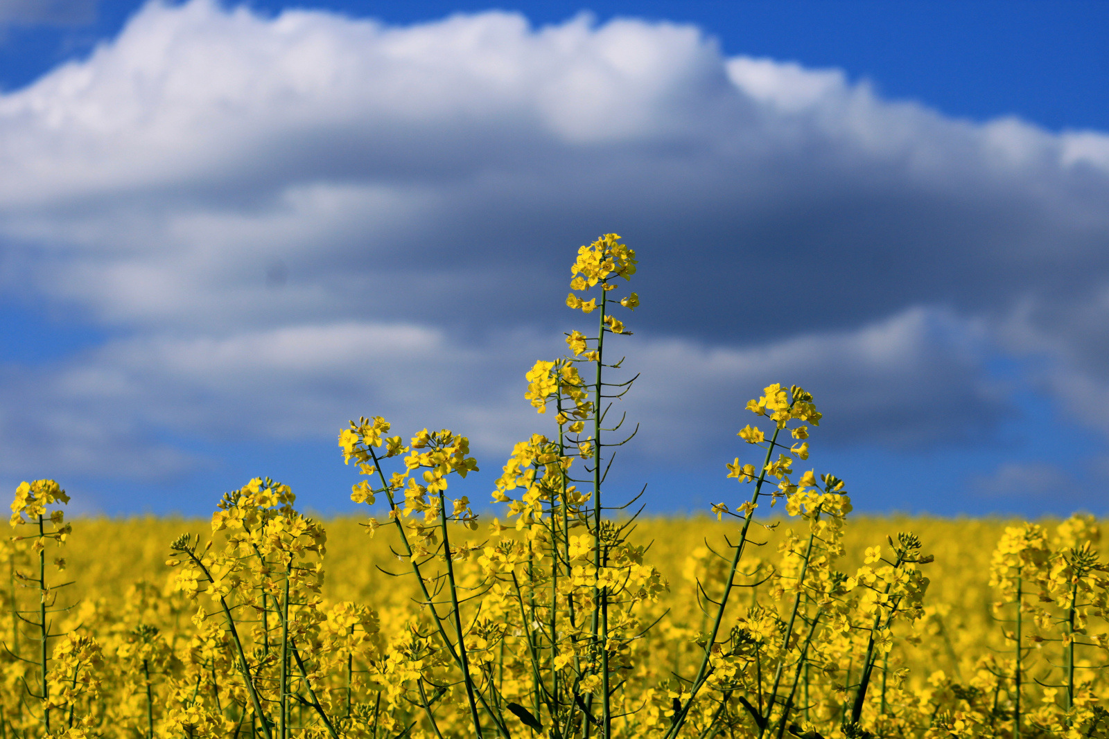 -Rapsblüten-