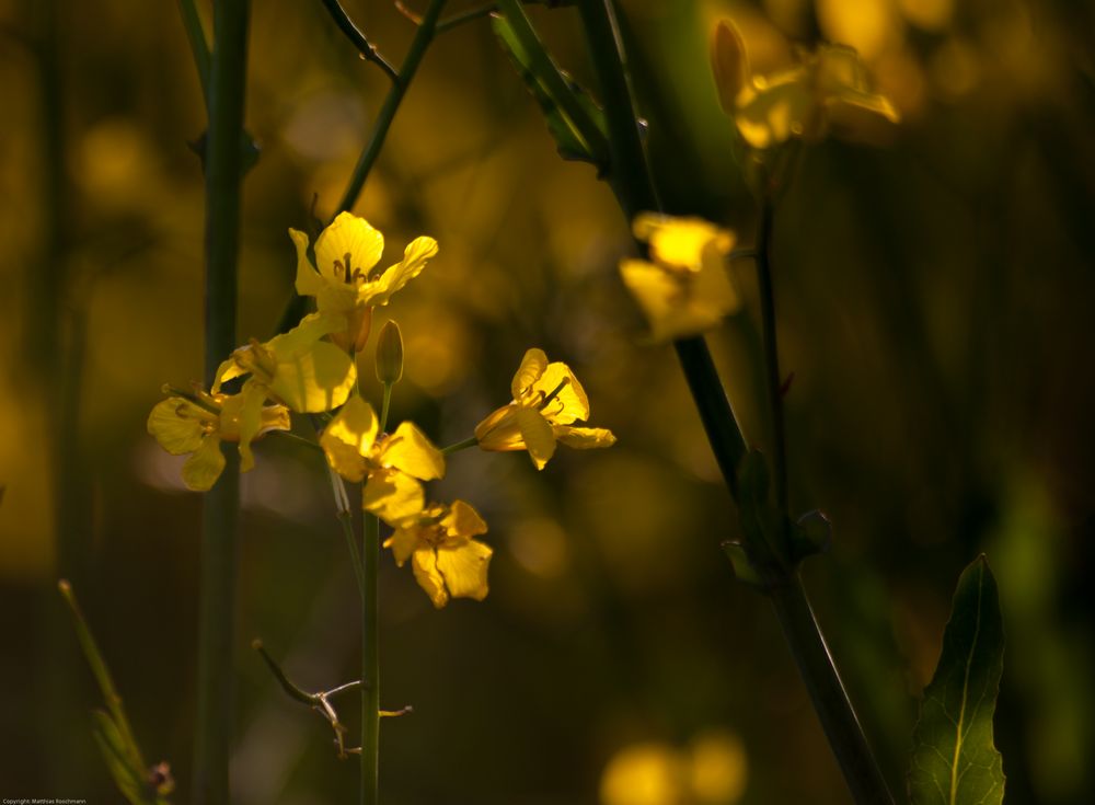 Rapsblüten