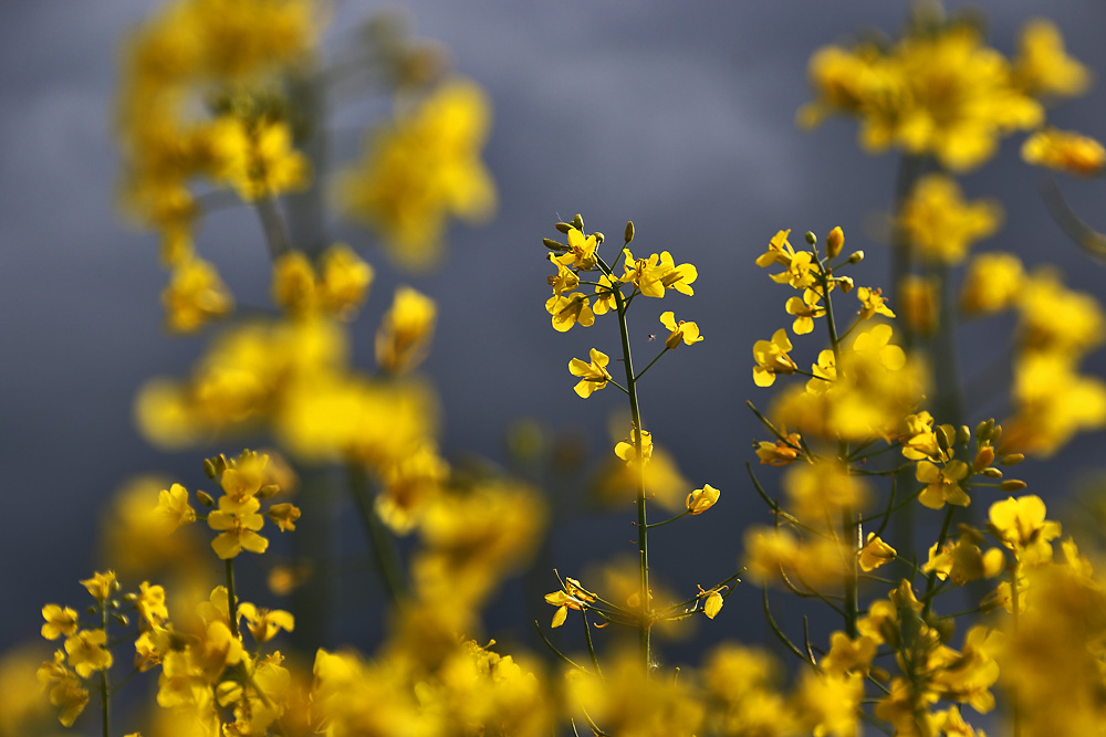 Rapsblüten bei Gewitterstimmung