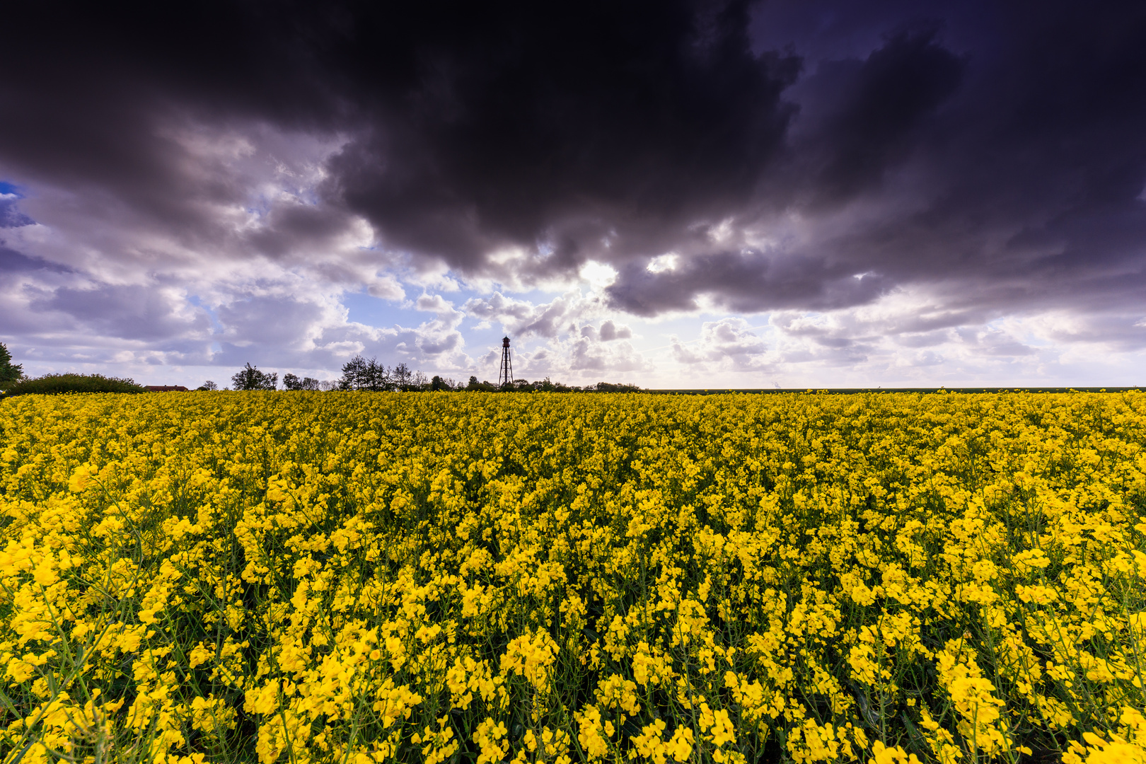 Rapsblüten bis zum Horizont - Weite, Leuchtturm Campen - Ostfriesland