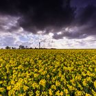 Rapsblüten bis zum Horizont - Weite, Leuchtturm Campen - Ostfriesland