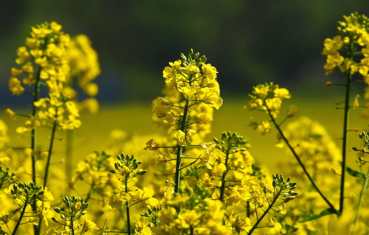 Rapsblüten........