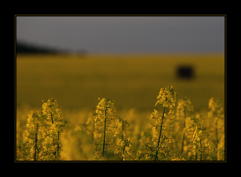 Rapsblüten in der Abendsonne