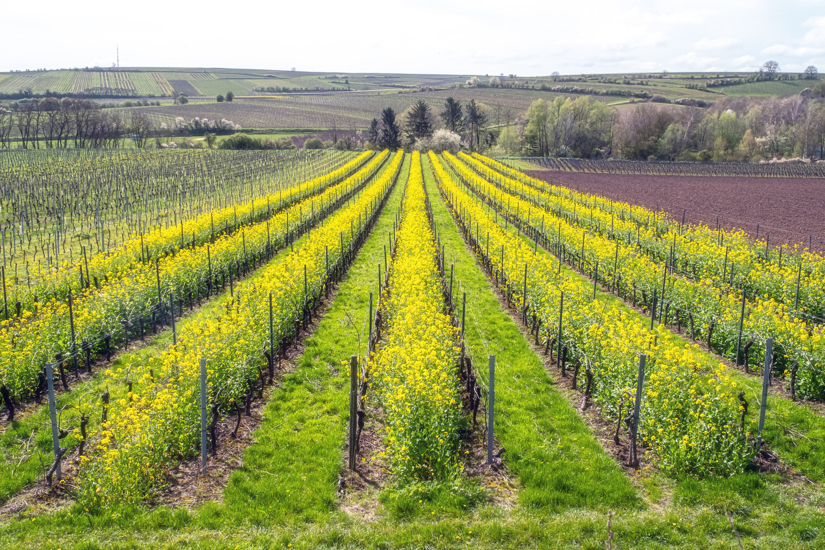 Rapsblüten in Weinrebenflächen 