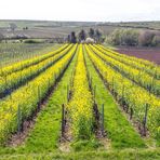 Rapsblüten in Weinrebenflächen 