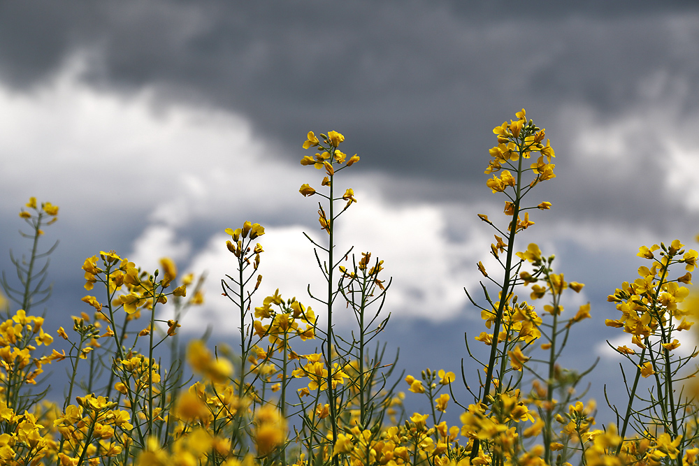 Rapsblüten mit Gewitterstimmung