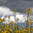 Rapsblüten mit Gewitterstimmung