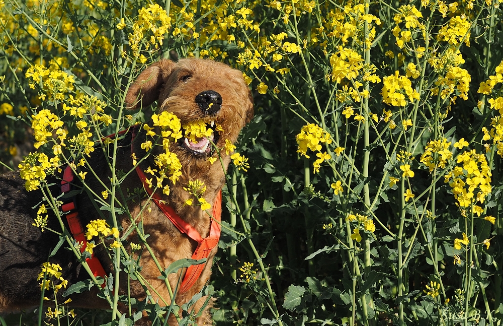 Rapsblüten sind ja soo lecker !