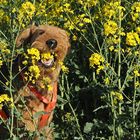 Rapsblüten sind ja soo lecker !