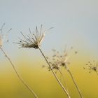 Rapsblüten verschwimmen