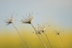 Rapsblüten verschwimmen