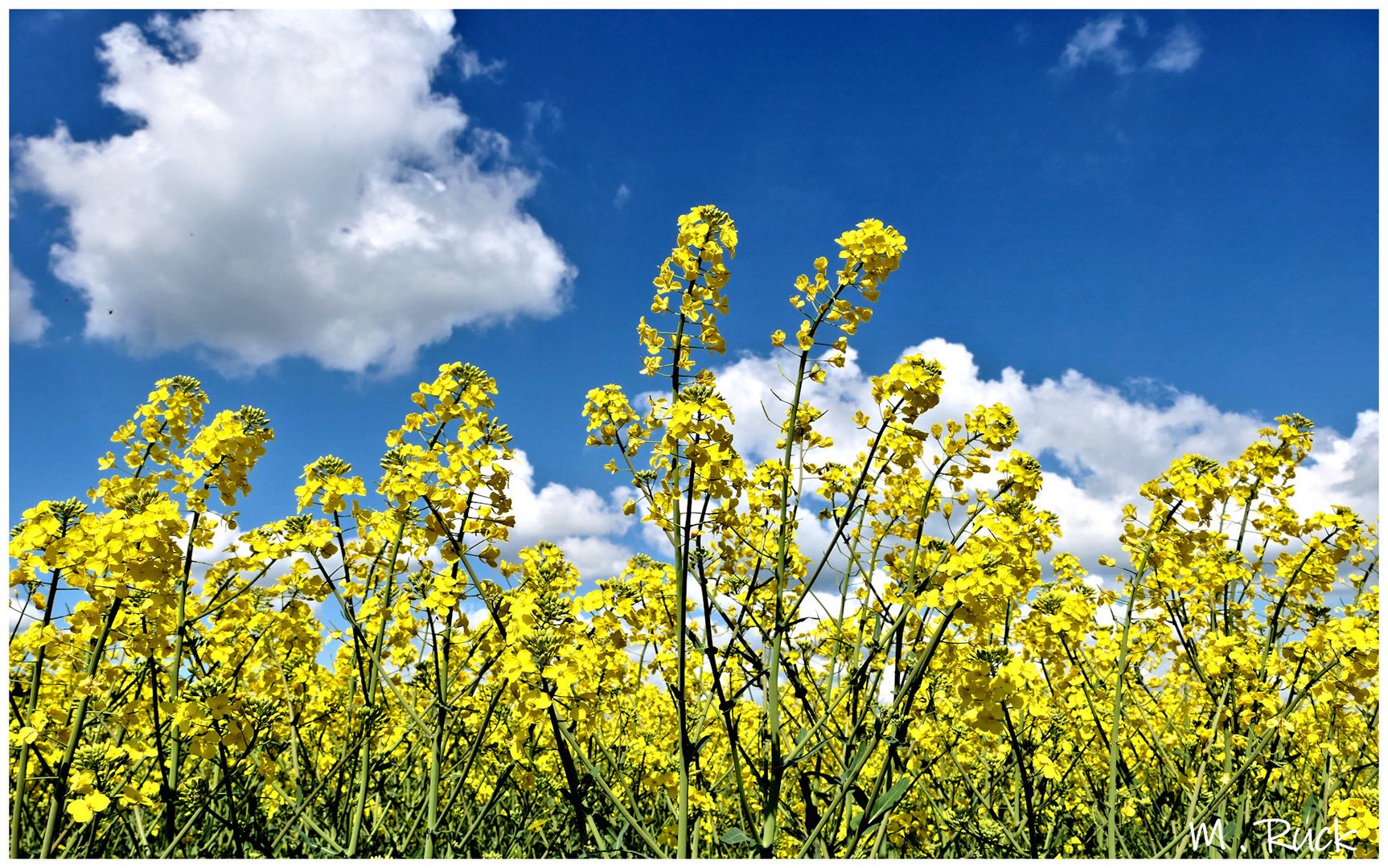 Rapsblüten vor blauem Himmel 