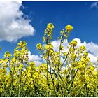 Rapsblüten vor blauem Himmel 