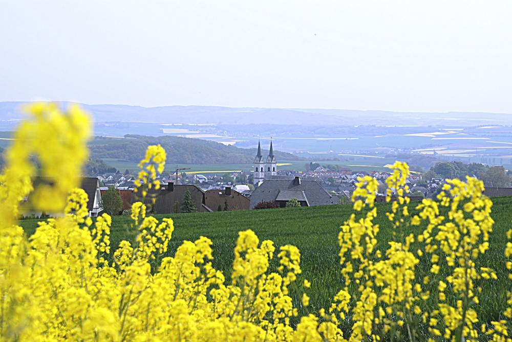 Rapsblüten vor St. Stephan in Polch