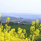 Rapsblüten vor St. Stephan in Polch