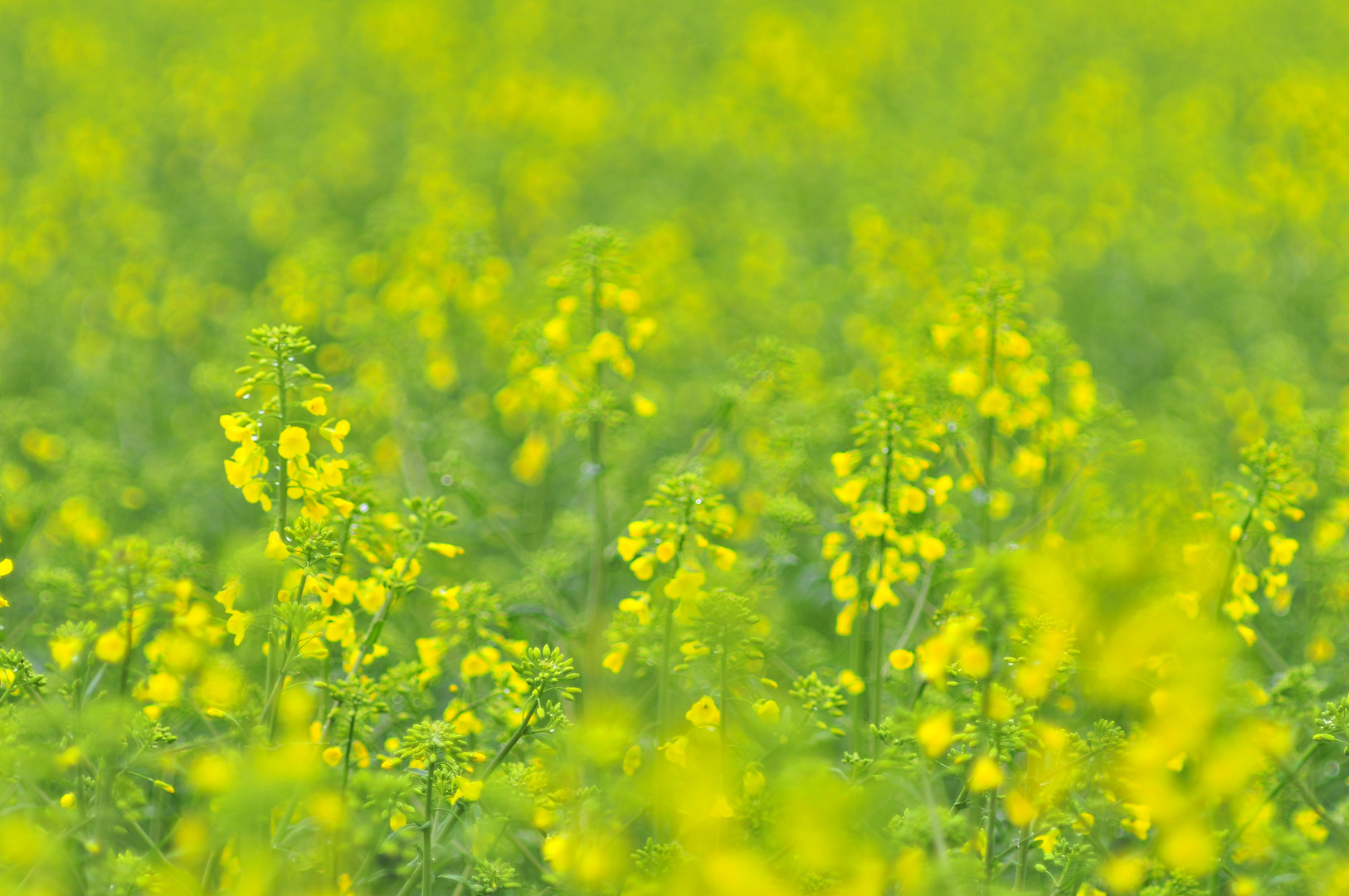 Rapsblüten weichgezeichnet