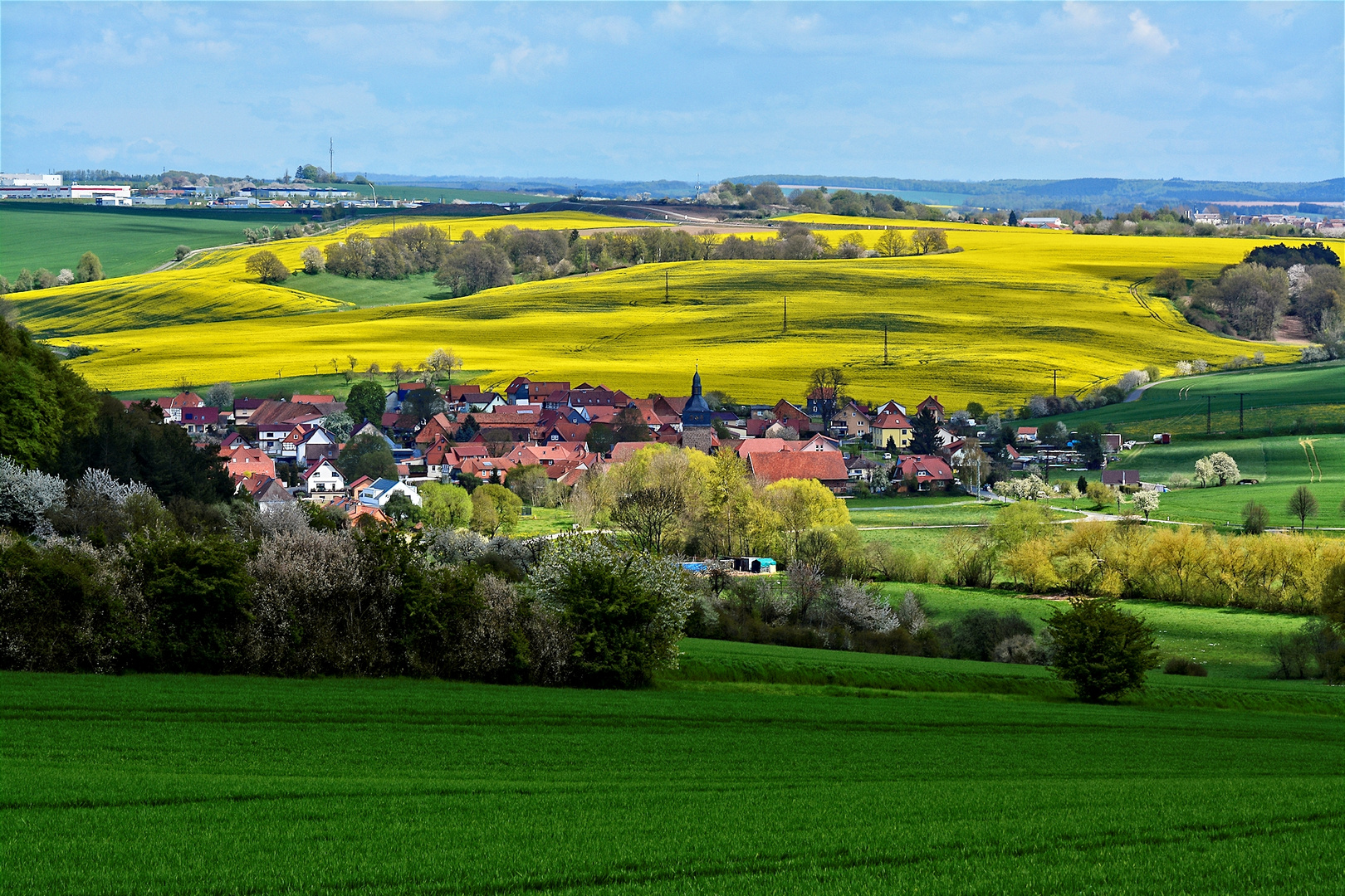 Rapsblütenfelder als Mittwochsblüten