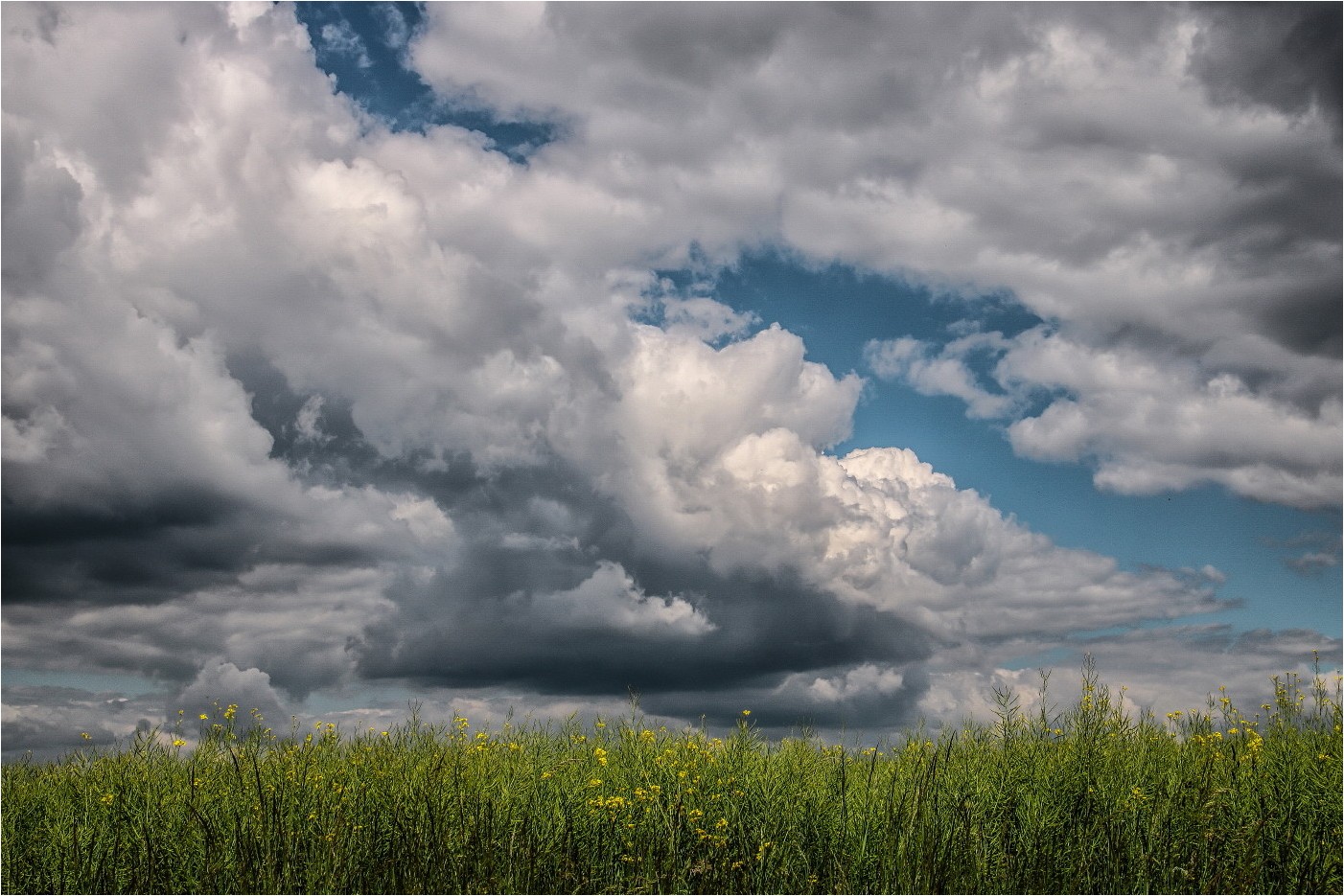 Raps(blüten)rest