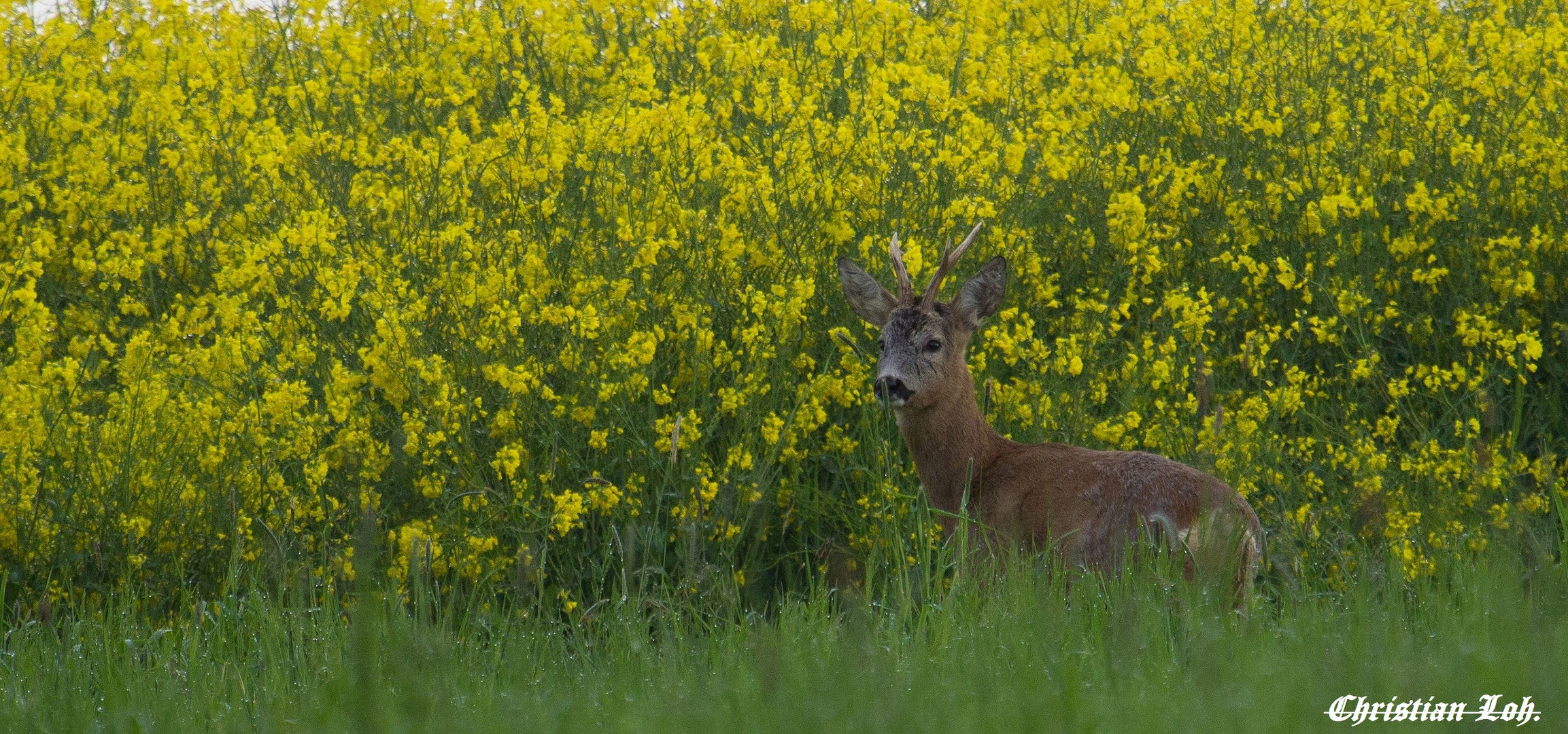 Rapsbock