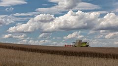 Rapsernte in der Uckermark ....