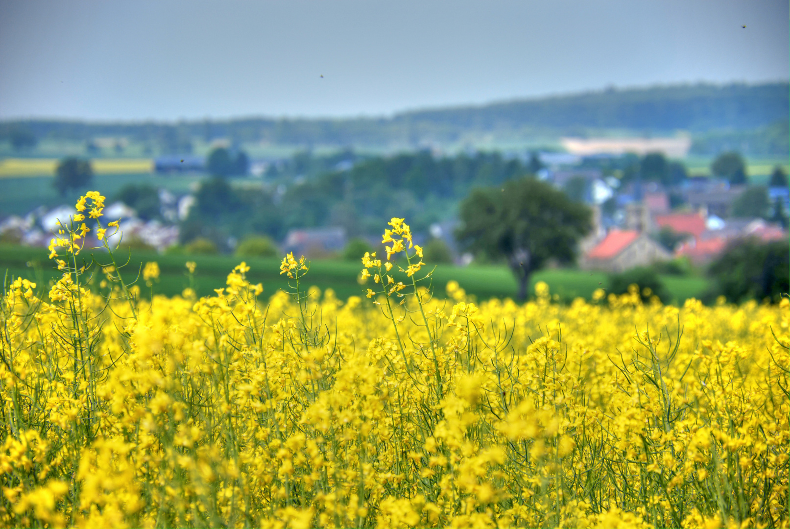 Rapsfeld