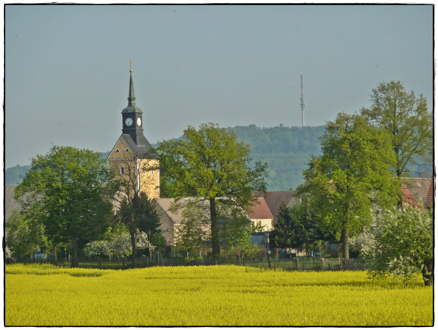 Rapsfeld