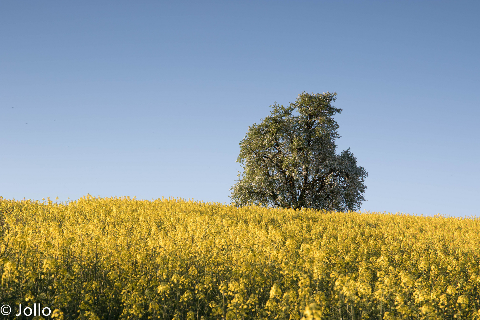 Rapsfeld