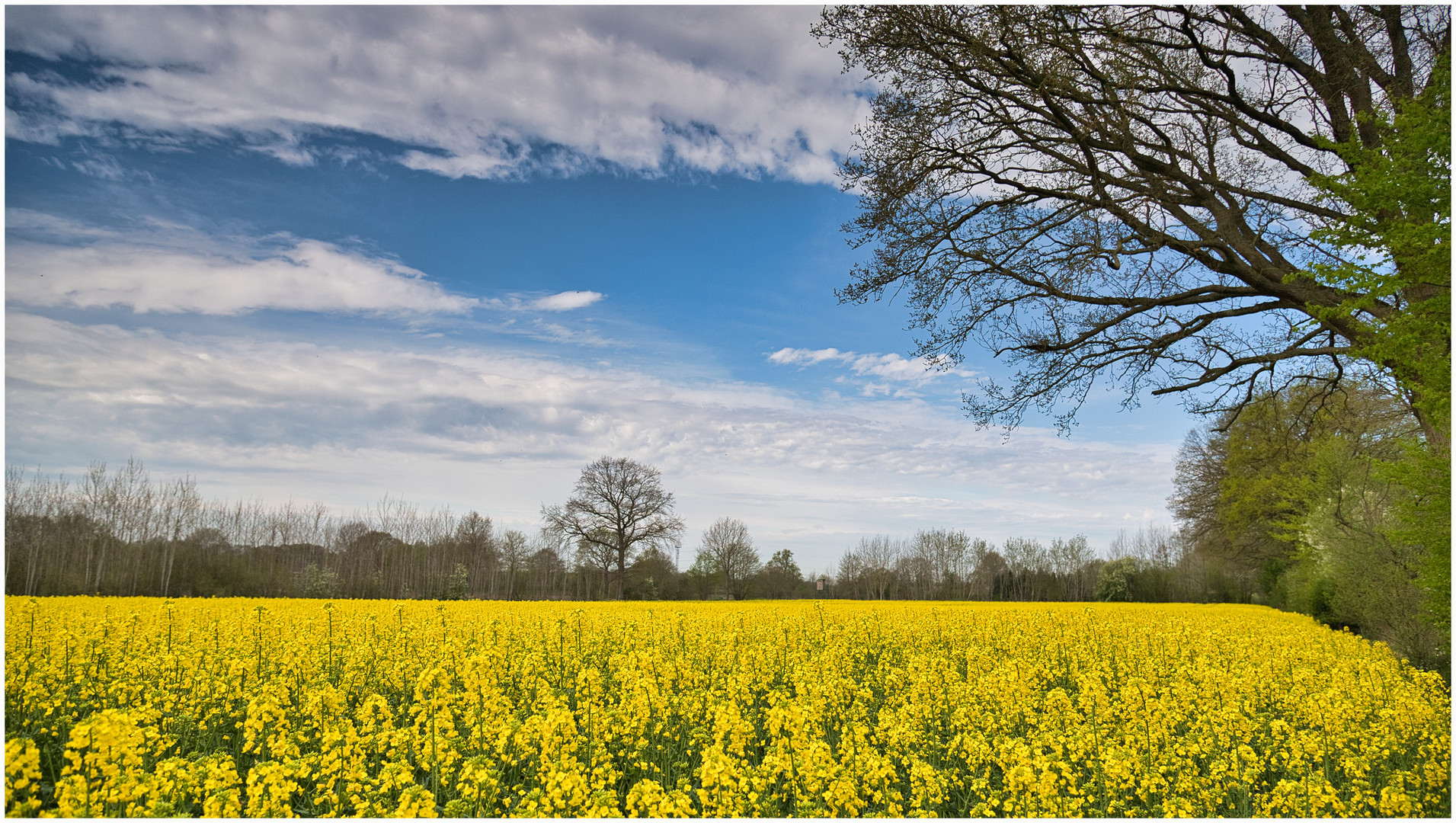 Rapsfeld