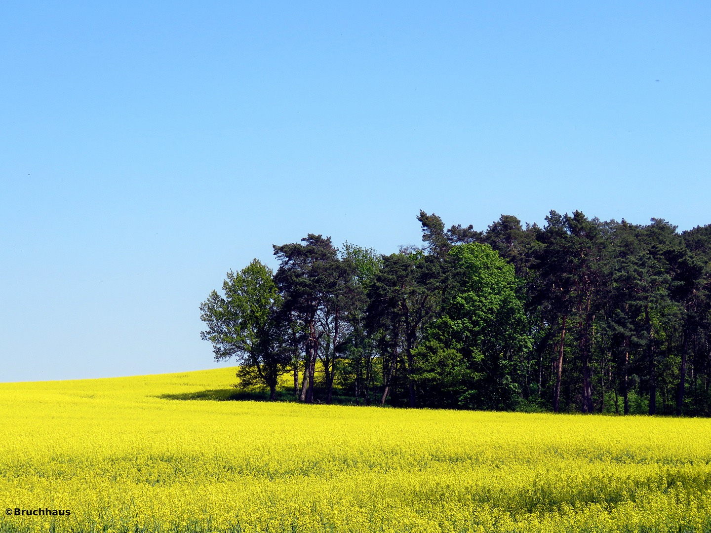 Rapsfeld